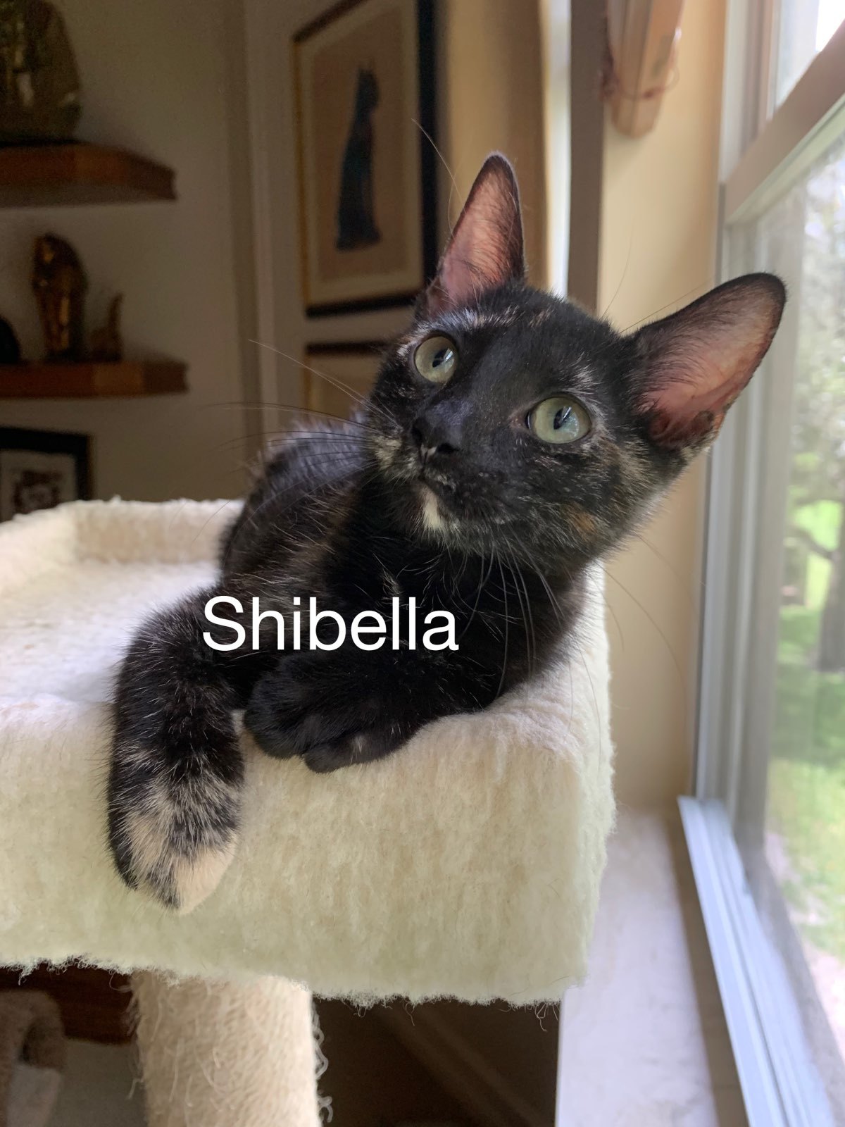 Shibella detail page