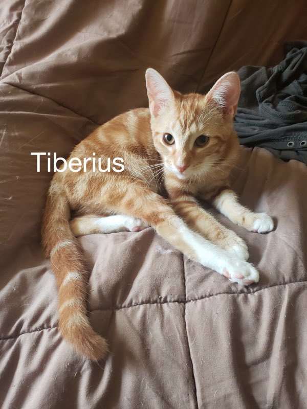 Tiberius detail page