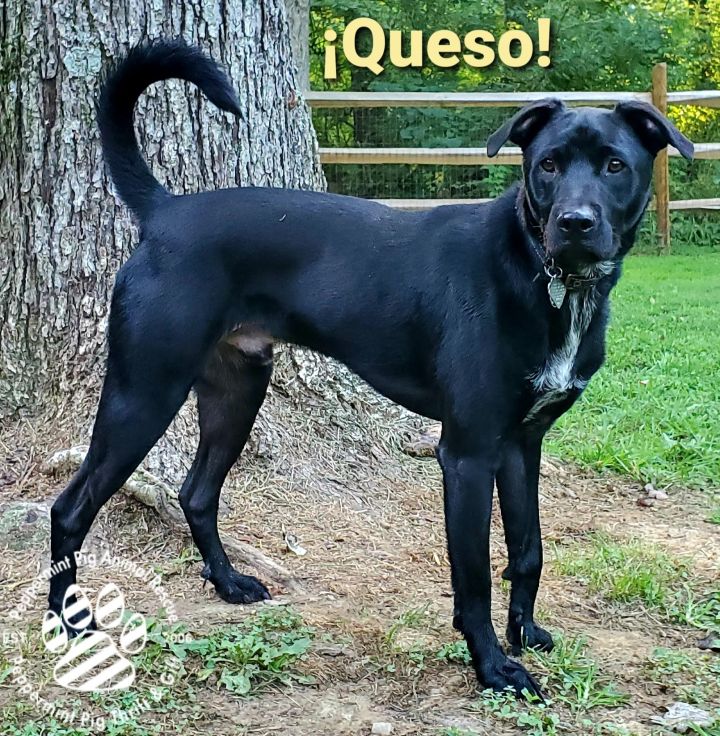 ¡Queso!, an adopted Labrador Retriever & Border Collie Mix in Cincinnati, OH_image-3