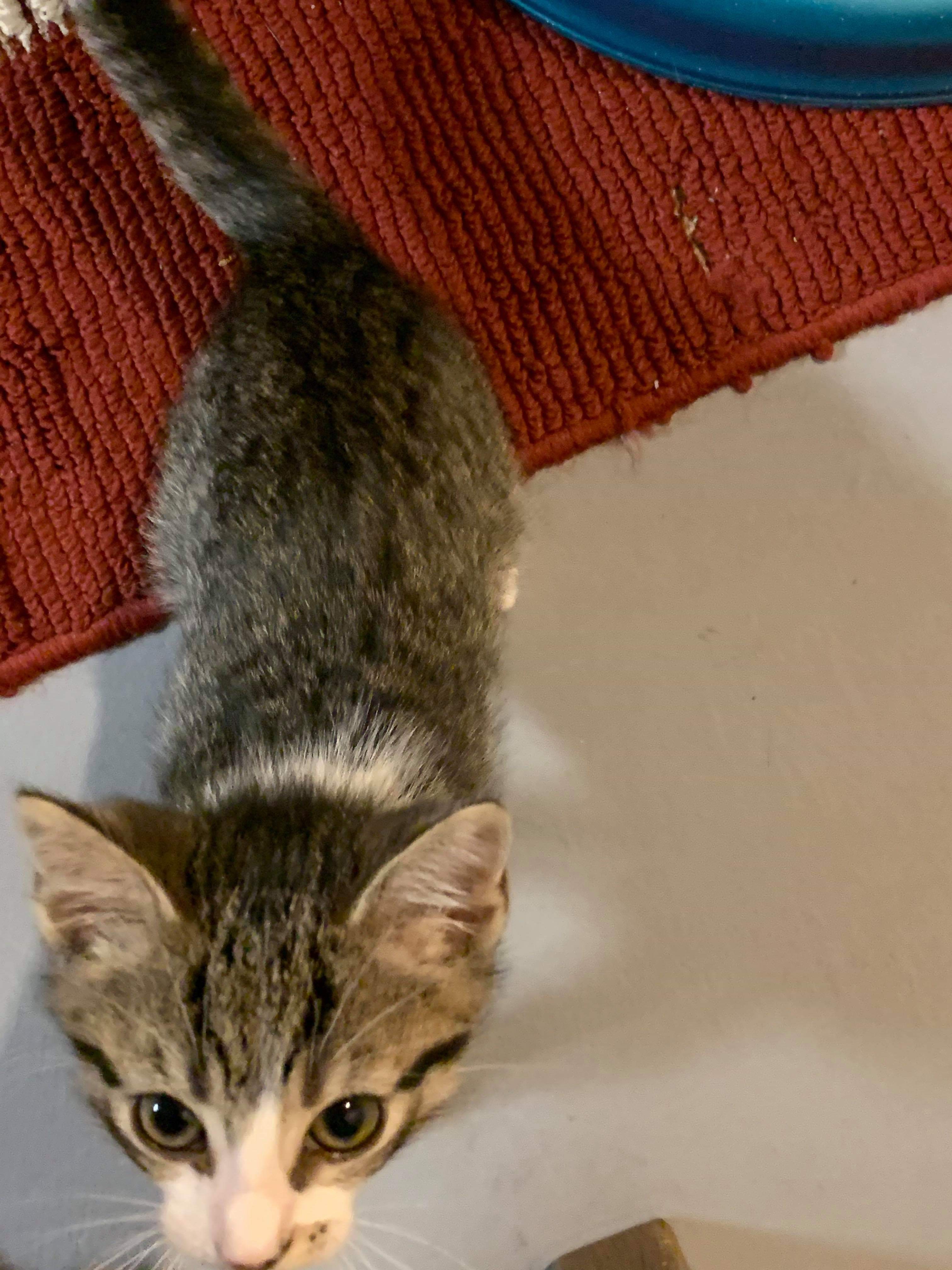 Victor: video!!, an adoptable Domestic Short Hair in Edinburg, PA, 16116 | Photo Image 3