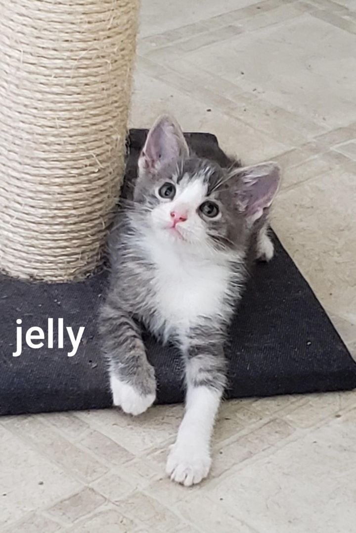 Jelly 1