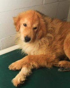 Dog For Adoption Theo A Golden Retriever In Louisville Ky Petfinder