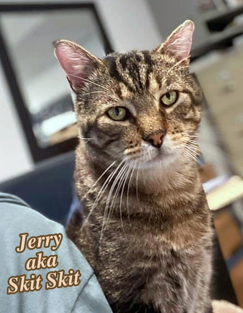 Jerry, an adoptable Domestic Medium Hair in Cedar Rapids, IA, 52405 | Photo Image 2