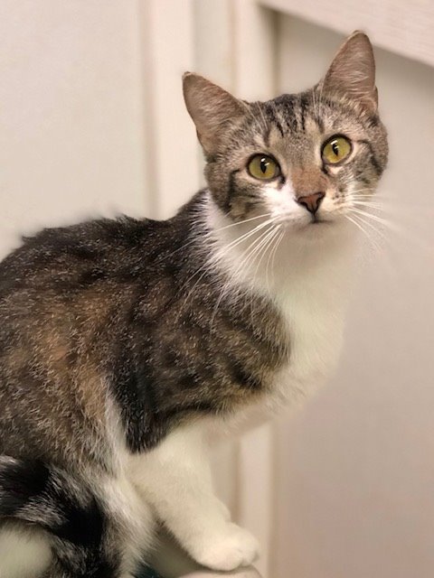 DAWSON, an adoptable Domestic Short Hair in New Bern, NC, 28563 | Photo Image 1