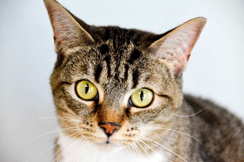 CATARINA, an adoptable Domestic Short Hair in New Bern, NC, 28563 | Photo Image 1