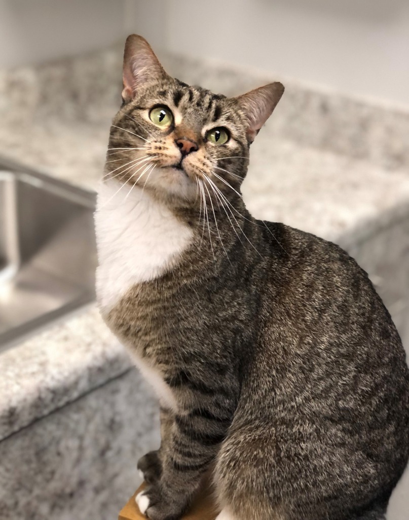 CATARINA, an adoptable Domestic Short Hair in New Bern, NC, 28563 | Photo Image 3