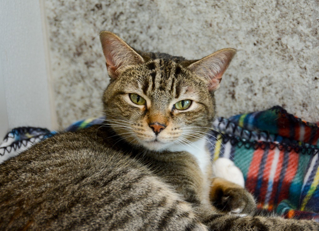 CATARINA, an adoptable Domestic Short Hair in New Bern, NC, 28563 | Photo Image 4