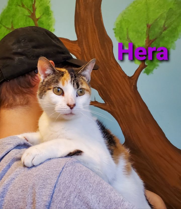 Hera 1