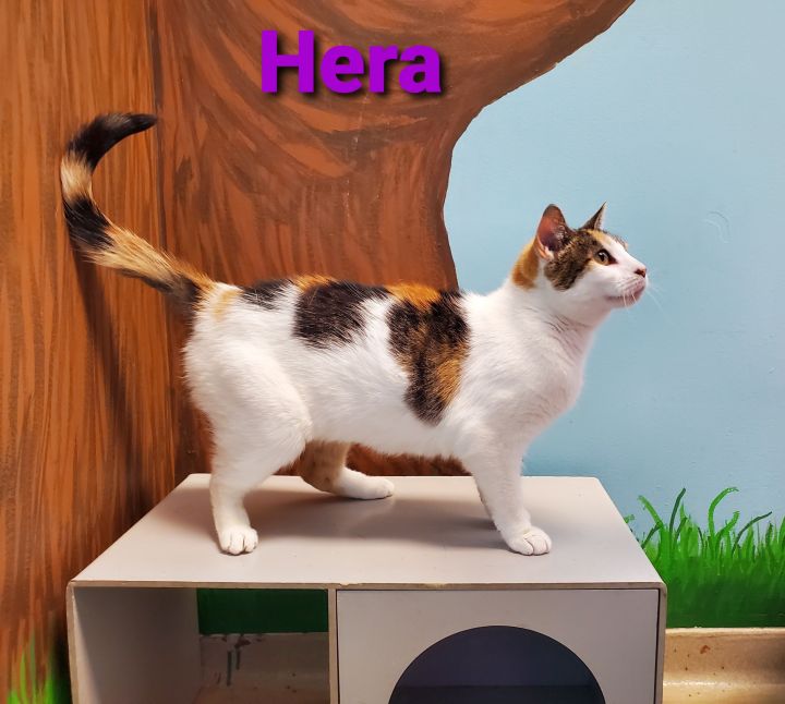 Hera 3