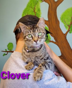 Clover