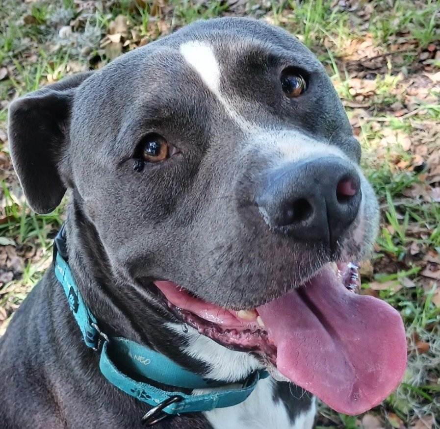 Handsome *, an adoptable American Staffordshire Terrier in Sarasota, FL, 34241 | Photo Image 2