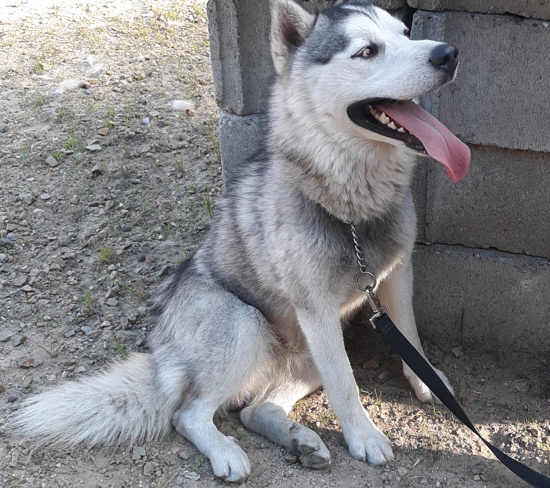 Champ, an adoptable Husky, Pomeranian in Southington, CT, 06489 | Photo Image 1