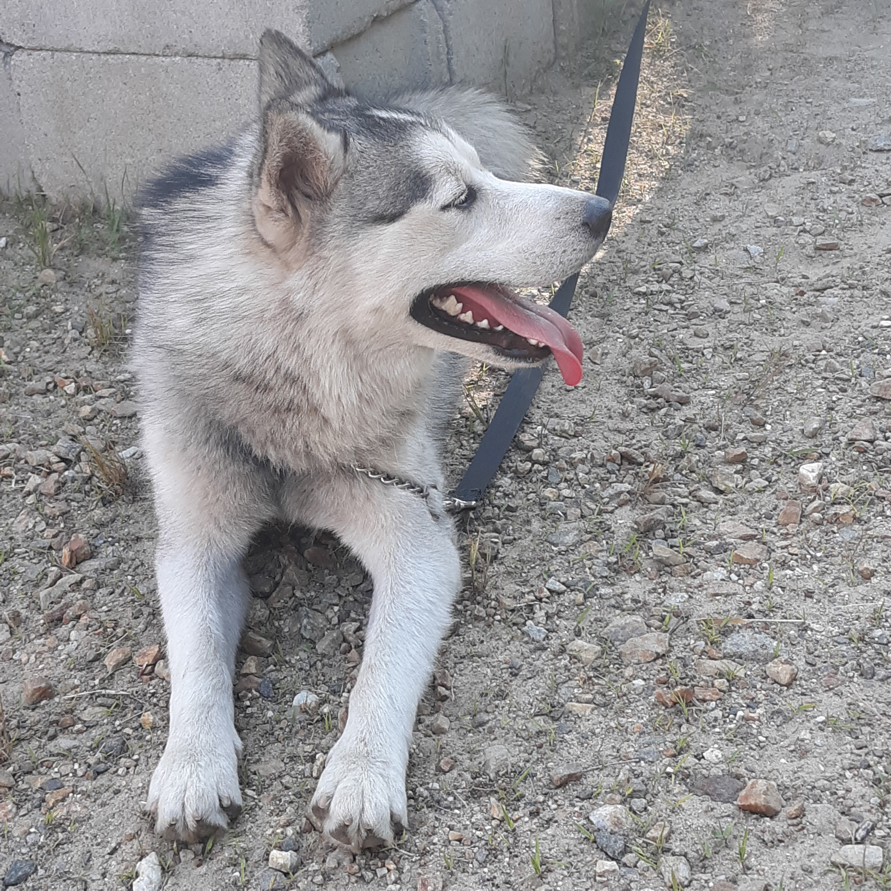 Champ, an adoptable Husky, Pomeranian in Southington, CT, 06489 | Photo Image 3