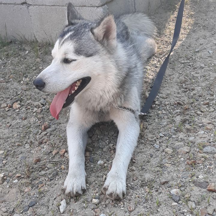 Dog For Adoption Champ A Husky Pomeranian Mix In Southington Ct Petfinder