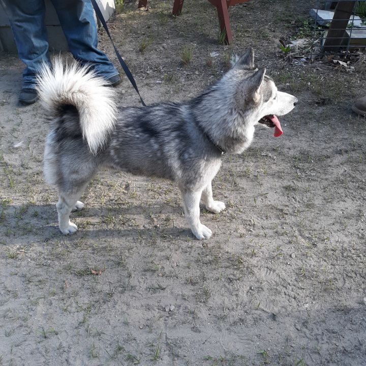 Alaskan malamute pomeranian store mix