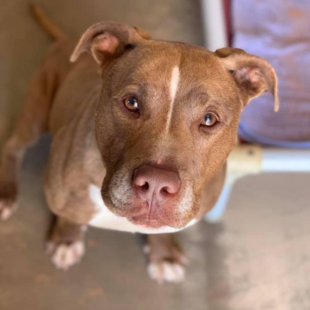 Crosby, an adoptable Pit Bull Terrier in Kanab, UT, 84741 | Photo Image 1