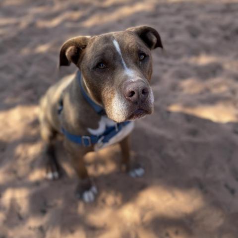 Crosby, an adoptable Pit Bull Terrier in Kanab, UT, 84741 | Photo Image 2