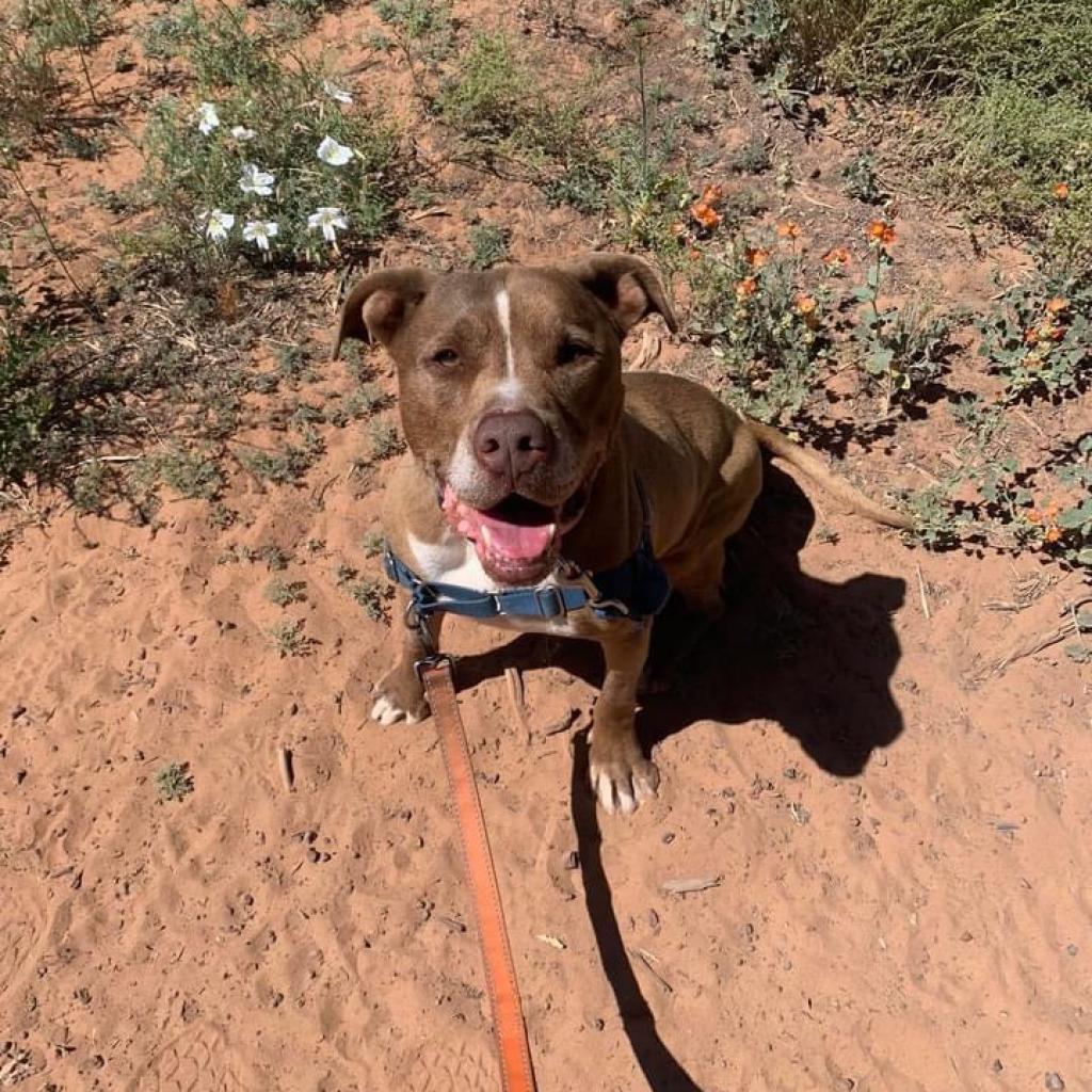 Crosby, an adoptable Pit Bull Terrier in Kanab, UT, 84741 | Photo Image 2