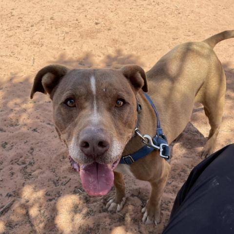 Crosby, an adoptable Pit Bull Terrier in Kanab, UT, 84741 | Photo Image 3