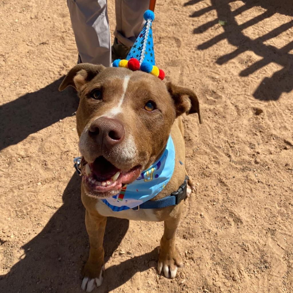 Crosby, an adoptable Pit Bull Terrier in Kanab, UT, 84741 | Photo Image 3