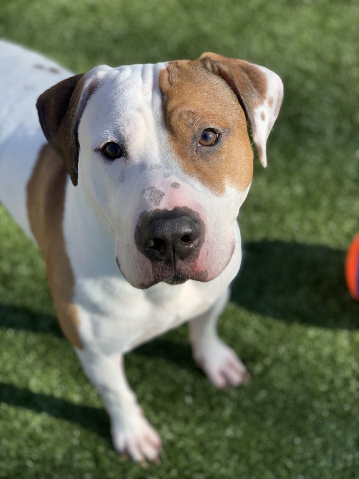 Dog For Adoption Baby Huey An American Staffordshire Terrier Labrador Retriever Mix In Vernon Hills Il Petfinder