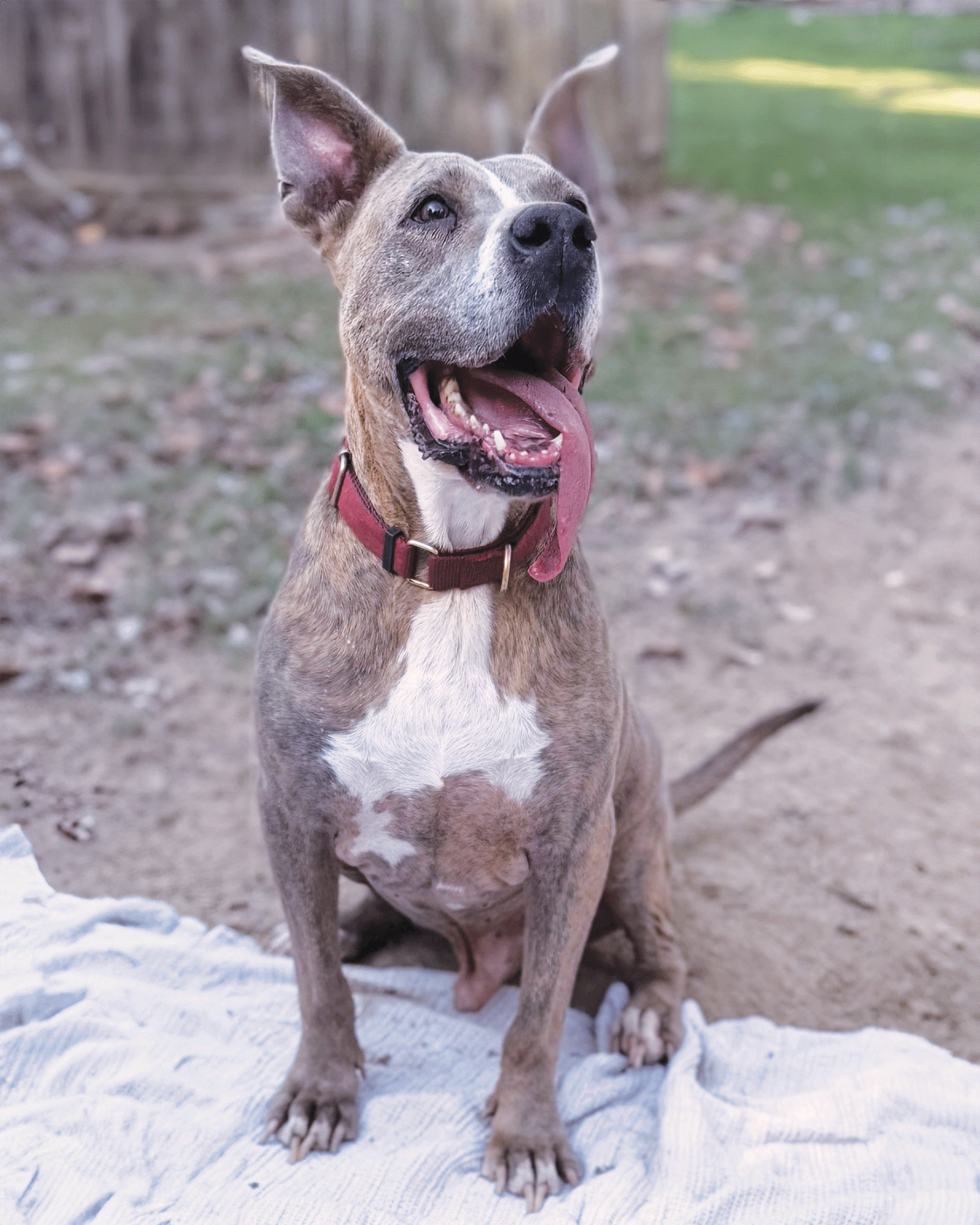 Taz, an adoptable Great Dane, Pit Bull Terrier in Munford, TN, 38058 | Photo Image 1