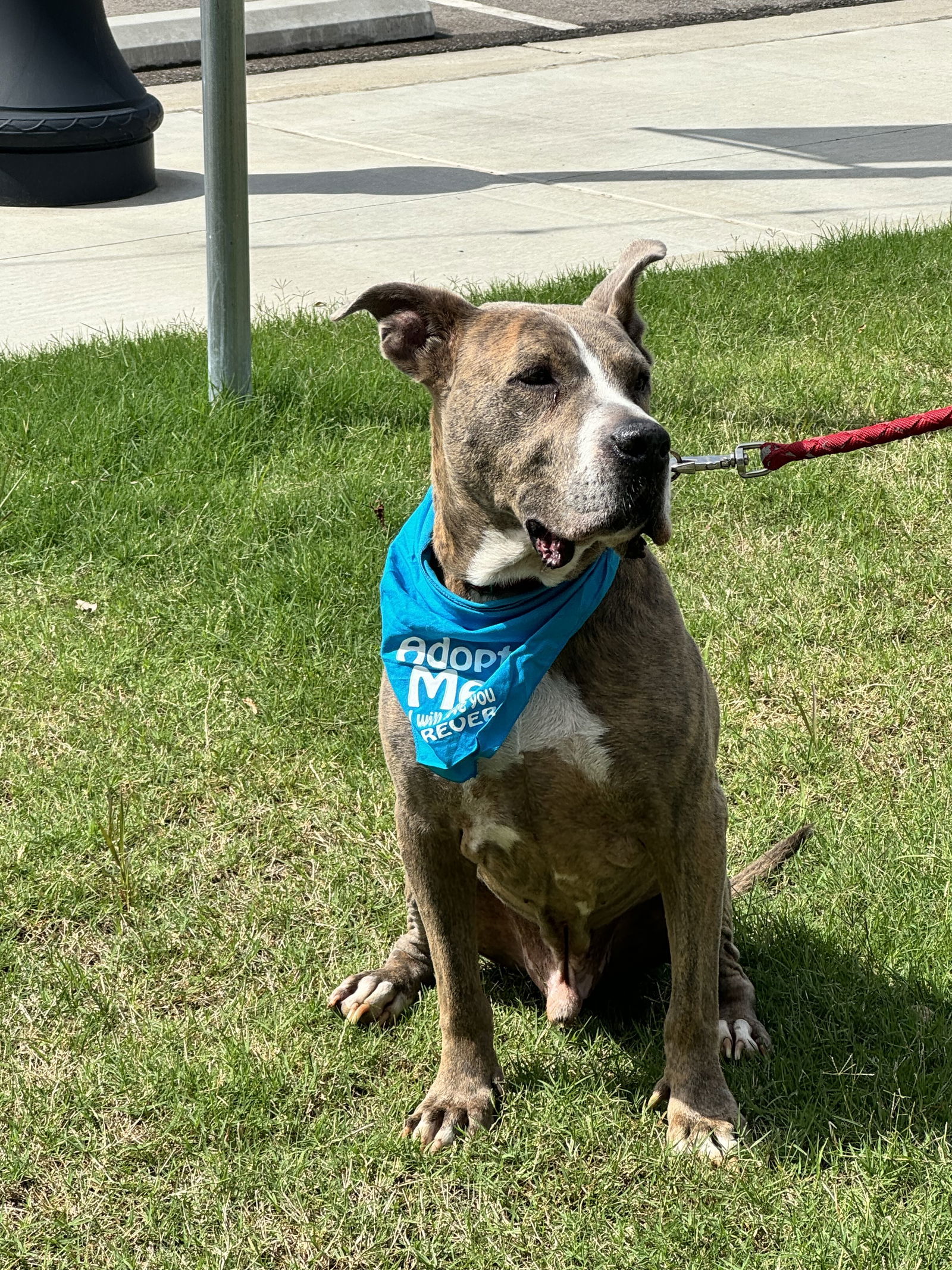 Taz, an adoptable Great Dane, Pit Bull Terrier in Munford, TN, 38058 | Photo Image 2