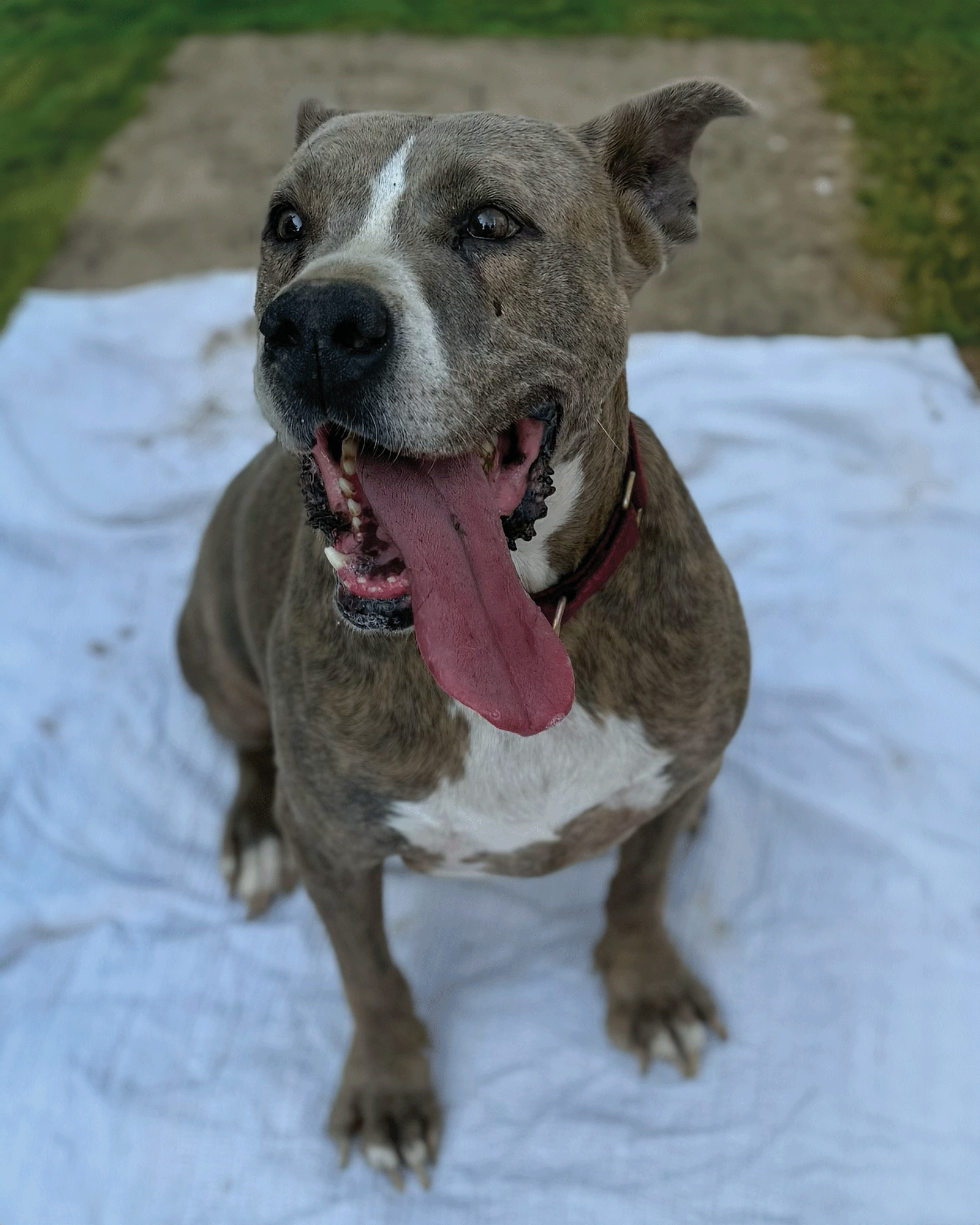 Taz, an adoptable Great Dane, Pit Bull Terrier in Munford, TN, 38058 | Photo Image 2