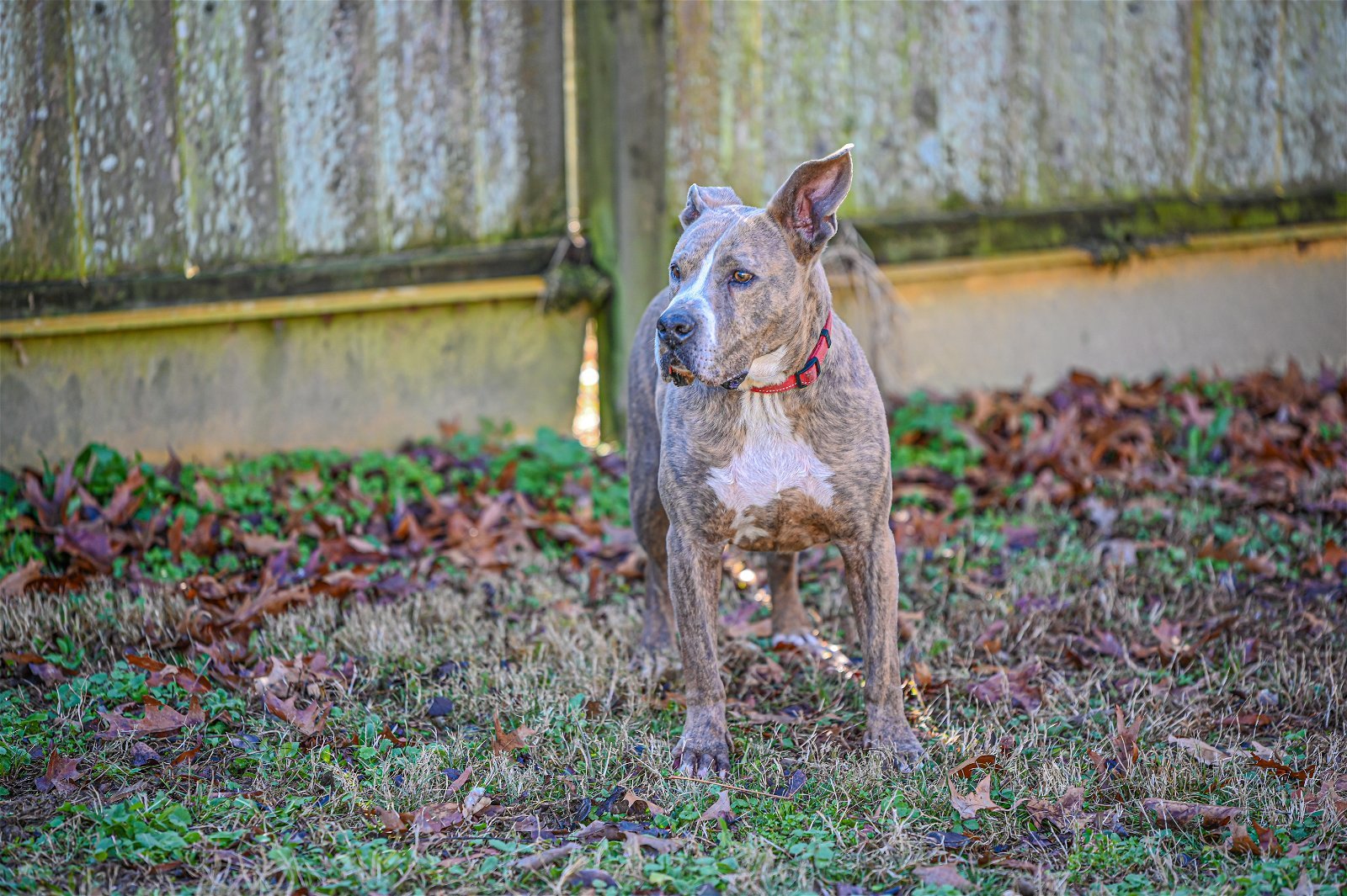 Taz, an adoptable Great Dane, Pit Bull Terrier in Munford, TN, 38058 | Photo Image 3
