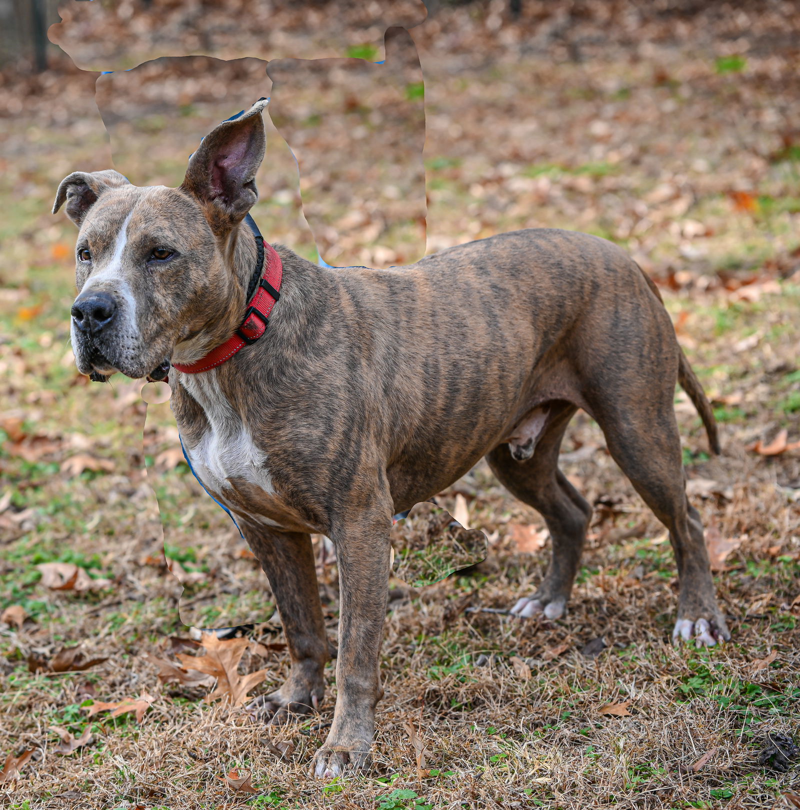 Taz, an adoptable Great Dane, Pit Bull Terrier in Munford, TN, 38058 | Photo Image 3