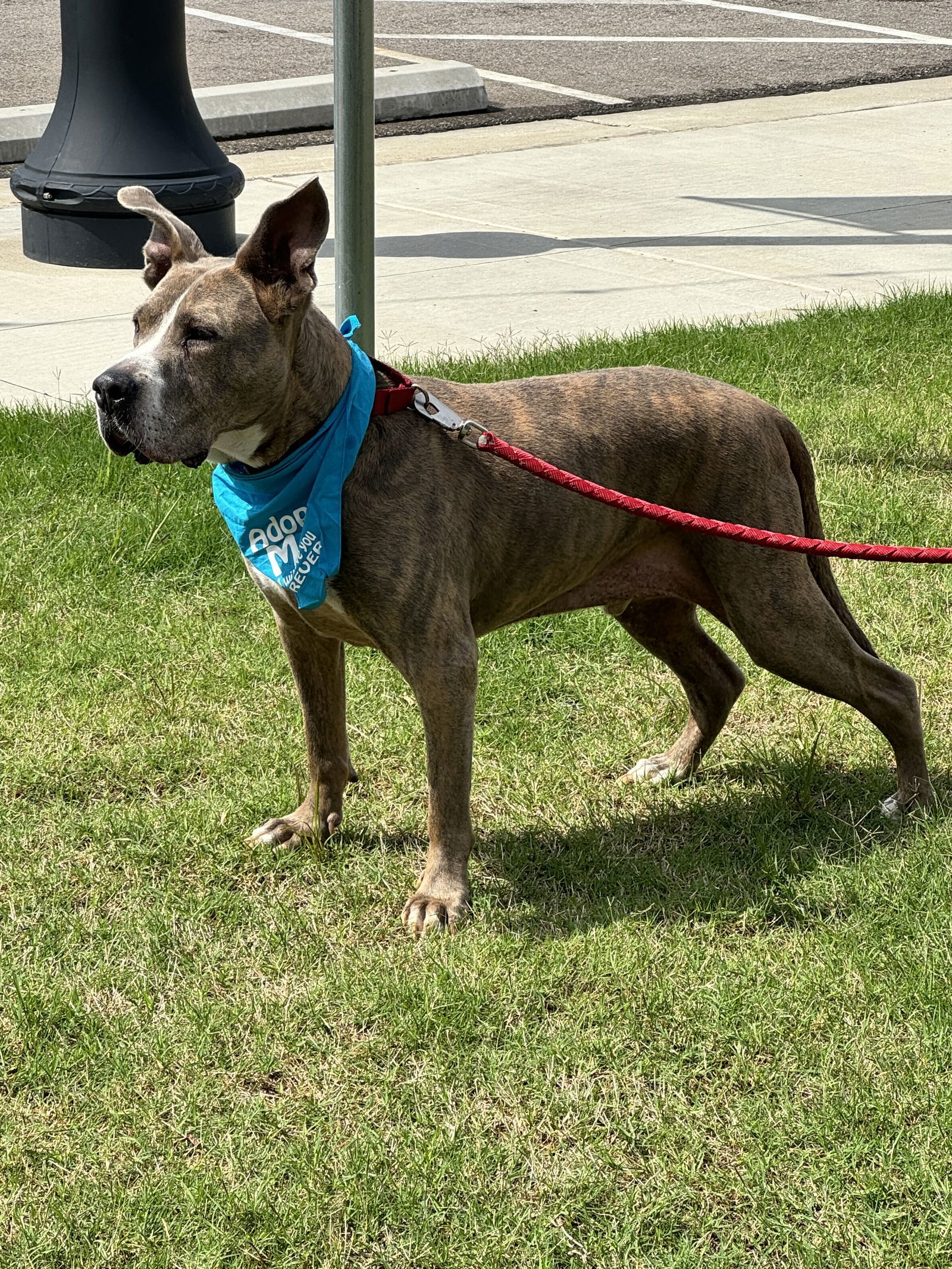 Taz, an adoptable Great Dane, Pit Bull Terrier in Munford, TN, 38058 | Photo Image 3