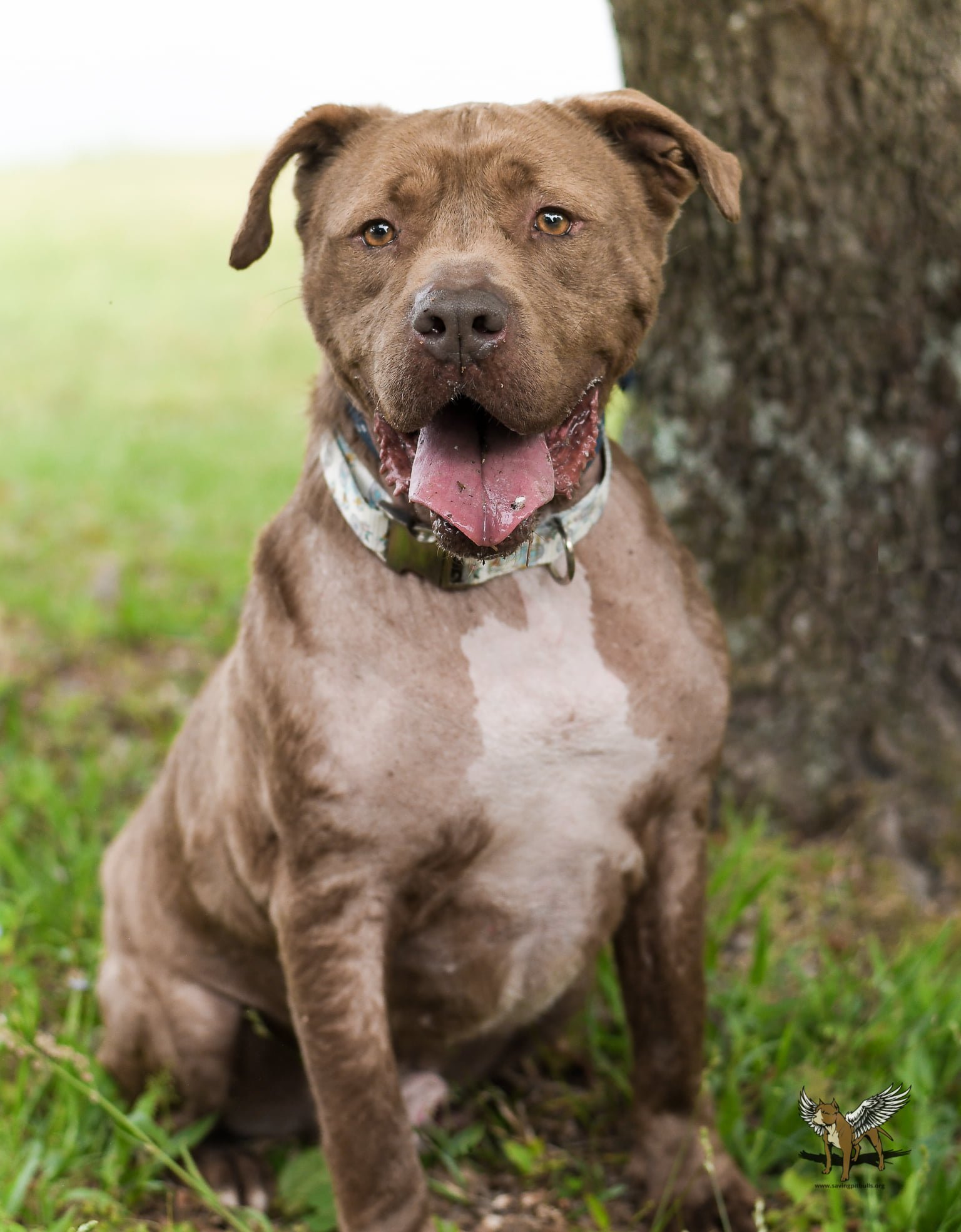 Grady, an adoptable Pit Bull Terrier in Dallas, GA, 30132 | Photo Image 1