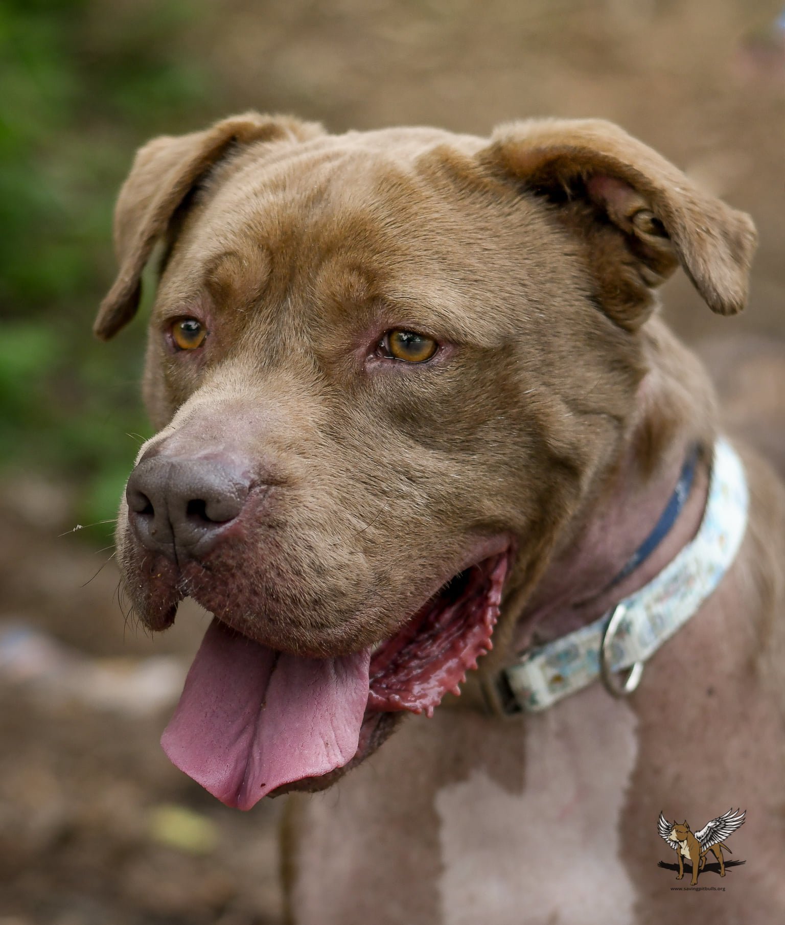 Grady, an adoptable Pit Bull Terrier in Dallas, GA, 30132 | Photo Image 2