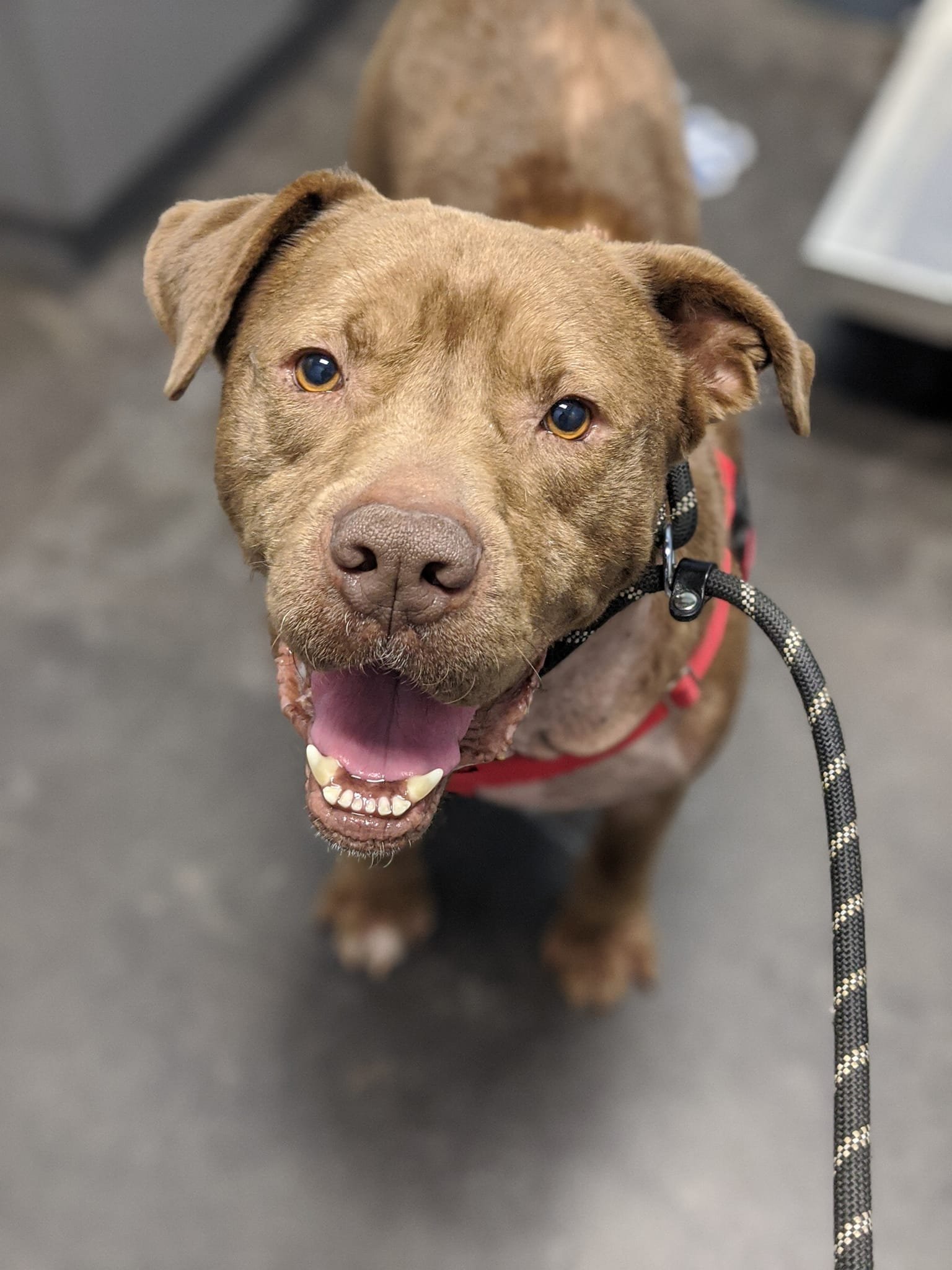 Grady, an adoptable Pit Bull Terrier in Dallas, GA, 30132 | Photo Image 3