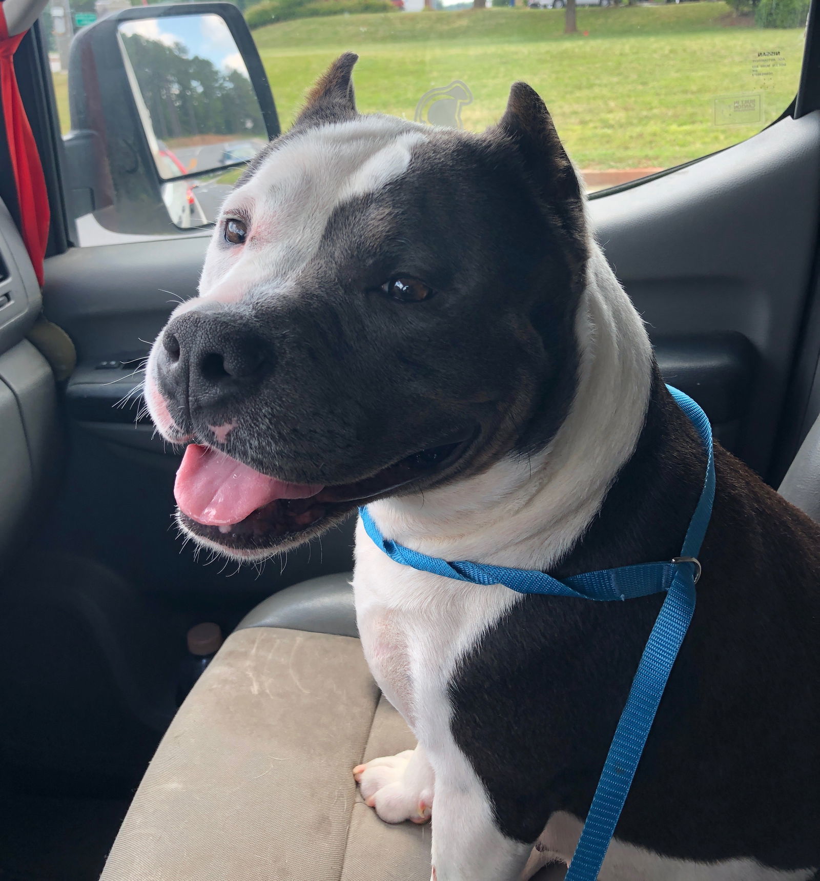 Babe, an adoptable Pit Bull Terrier in Dallas, GA, 30132 | Photo Image 1