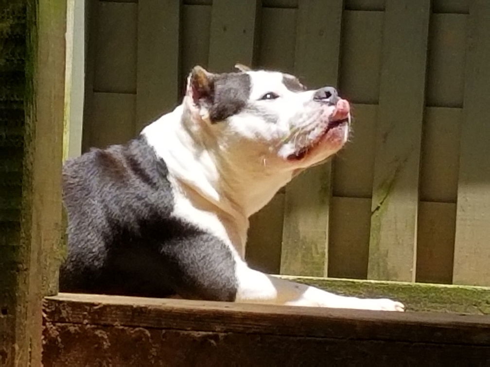 Babe, an adoptable Pit Bull Terrier in Dallas, GA, 30132 | Photo Image 2