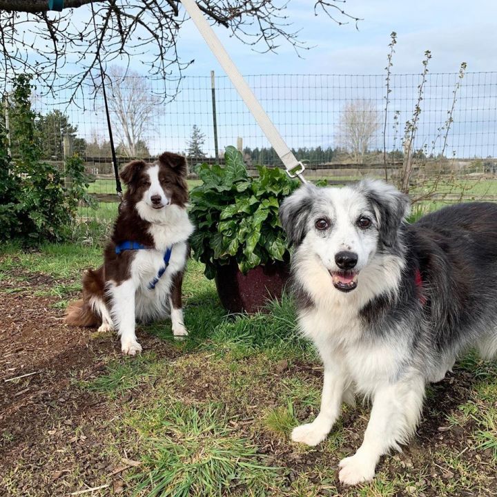 Dog For Adoption Dany Catelyn A Border Collie Australian Shepherd Mix In Sequim Wa Petfinder