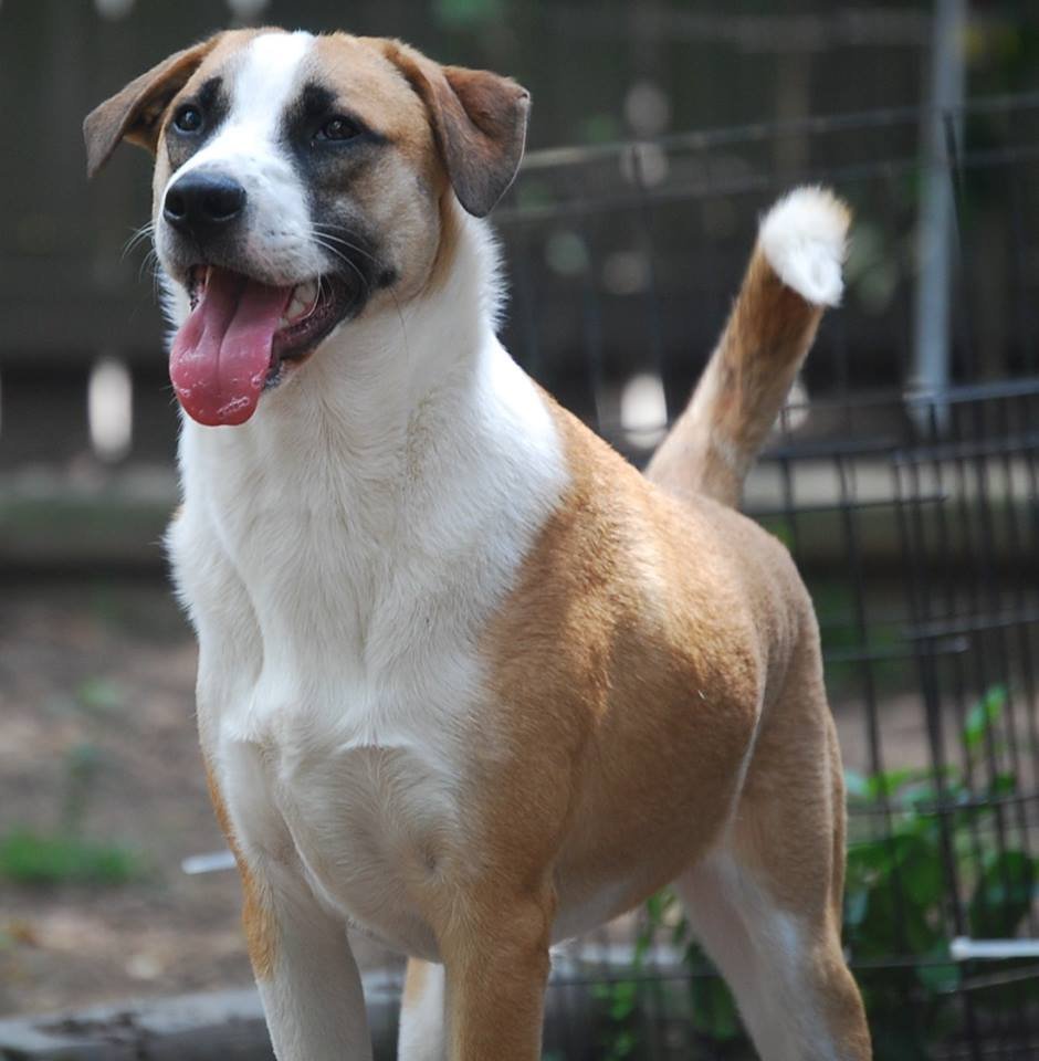 Bethoven, an adoptable Collie in Houston, TX, 77205 | Photo Image 1
