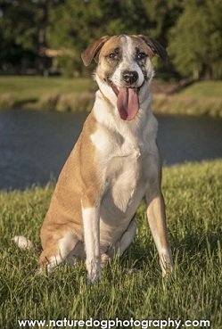 Bethoven, an adoptable Cattle Dog, Border Collie in Houston, TX, 77205 | Photo Image 2