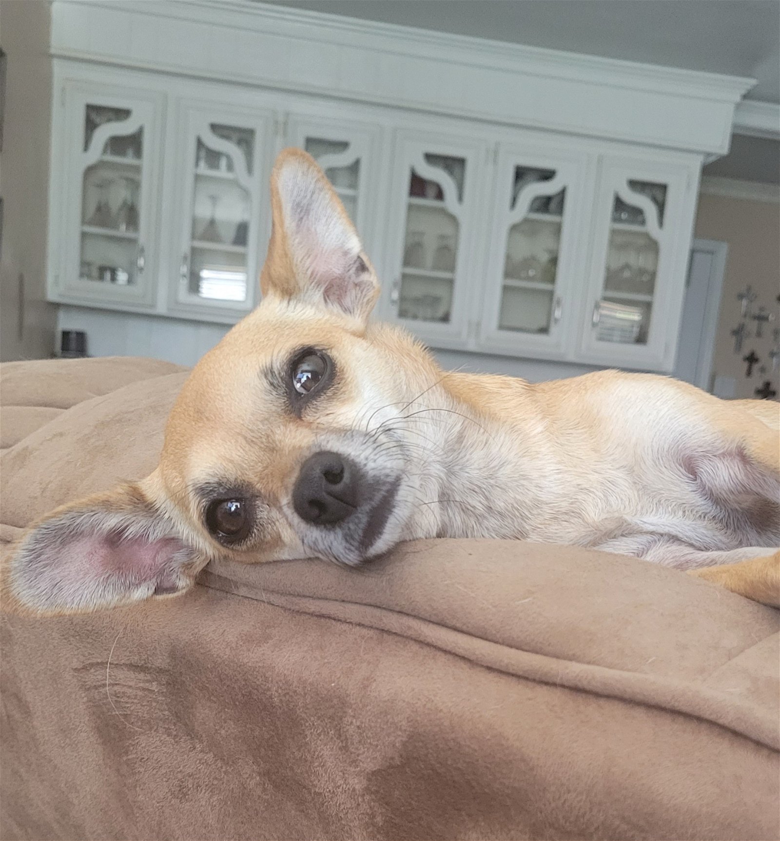Gracie 5, an adoptable Chihuahua in Houston, TX, 77205 | Photo Image 1