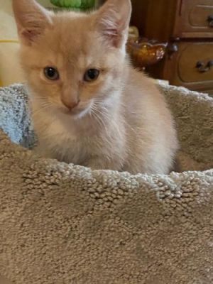 Sherbet Bertie Domestic Short Hair Cat Pets Atlanta Ga Recycler Com