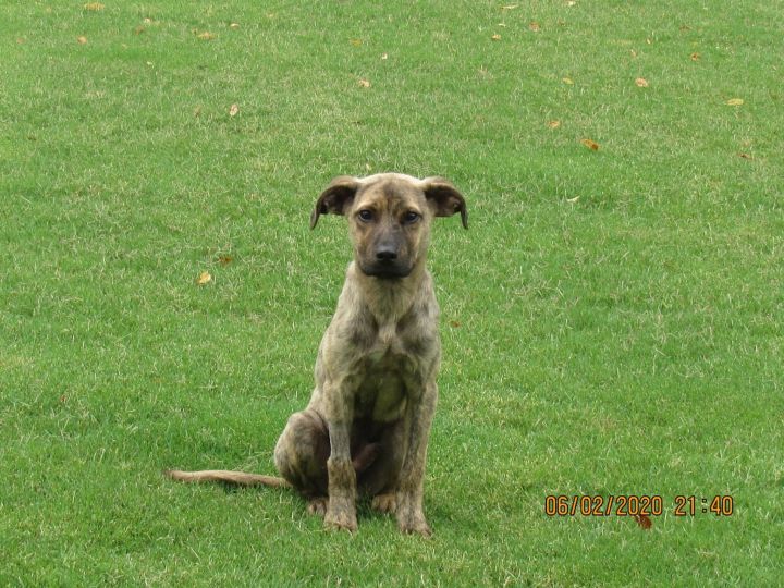 Mountain Cur Black Mouth Brindle Mountain Cur Cur Dog