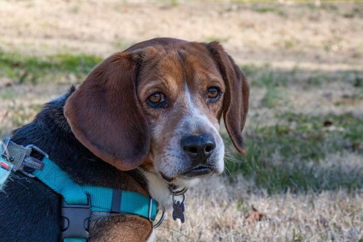 Dog For Adoption Coltrane A Beagle Basset Hound Mix In Charlotte Nc Petfinder