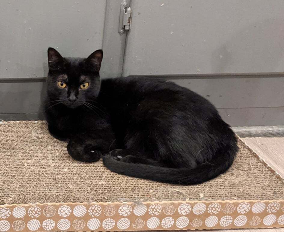 Pepper, an adoptable Domestic Short Hair in New Cumberland, WV, 26047 | Photo Image 1