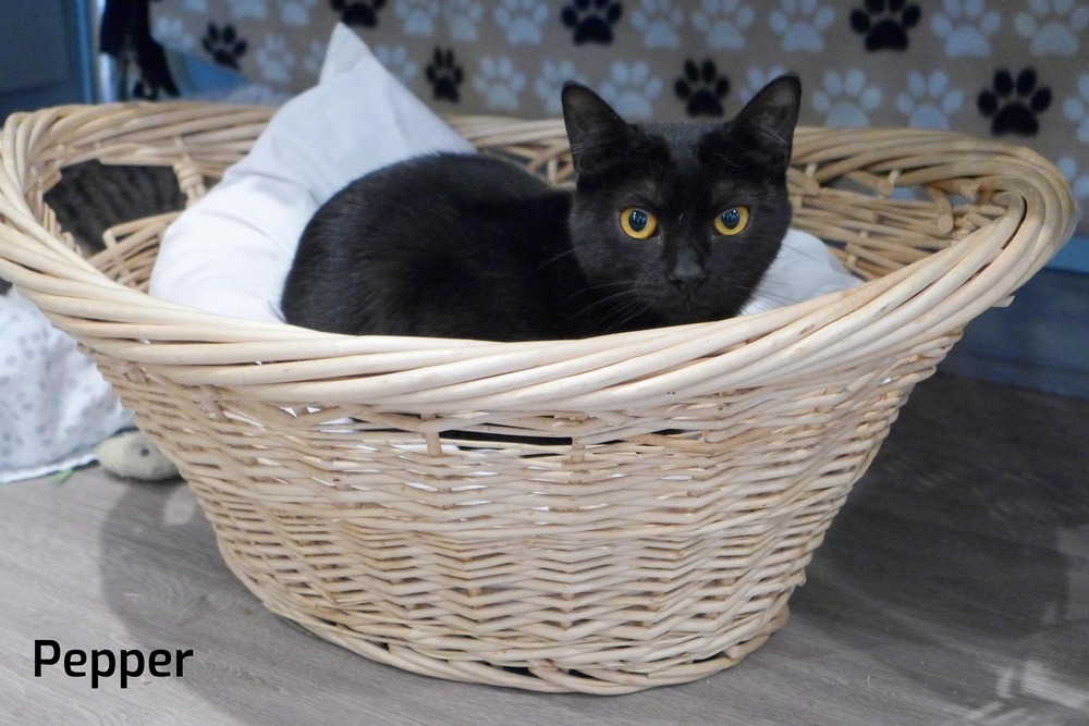 Pepper, an adoptable Domestic Short Hair in New Cumberland, WV, 26047 | Photo Image 3