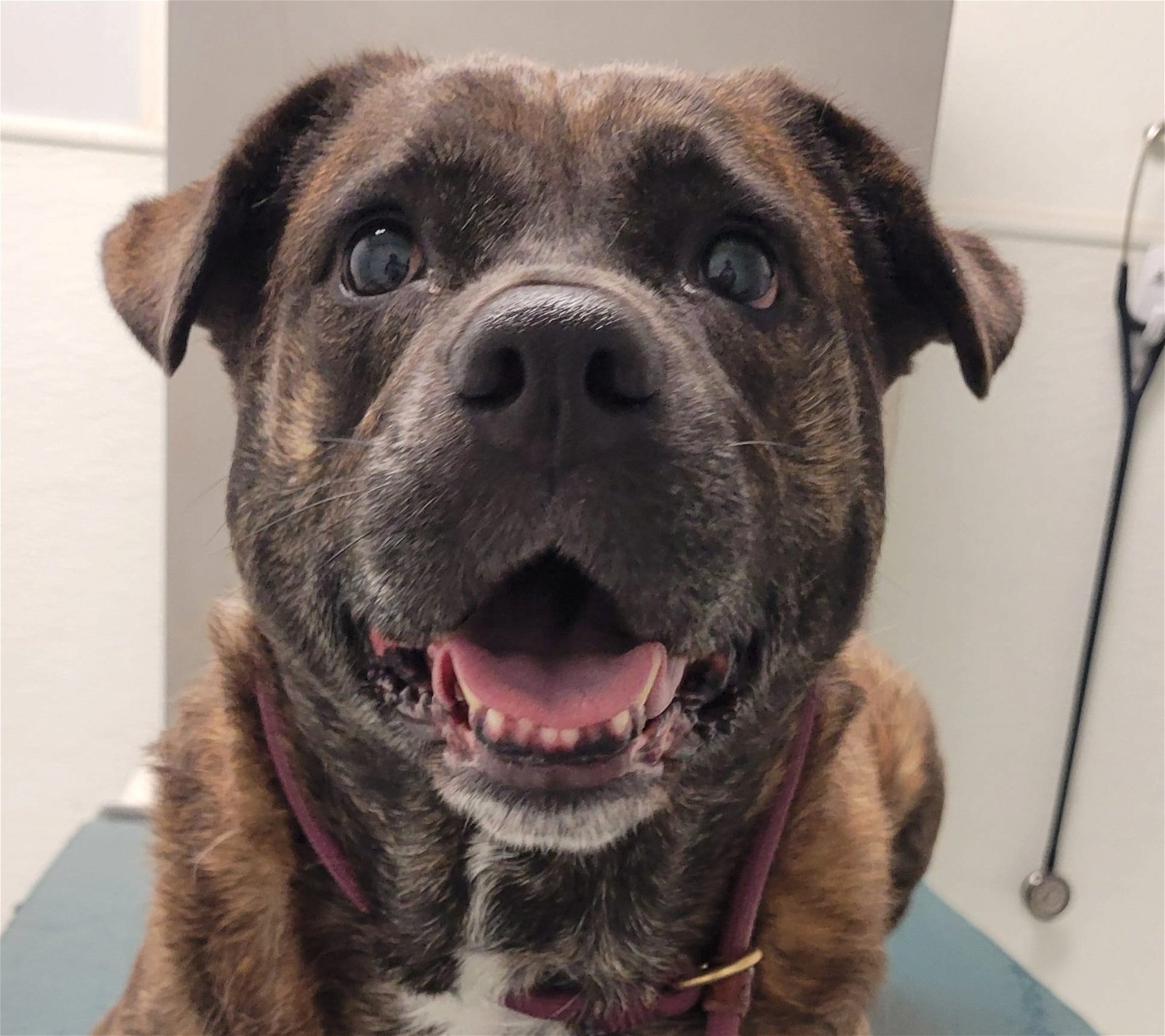 Tori, an adoptable Rottweiler, Boerboel in Houston, TX, 77205 | Photo Image 1