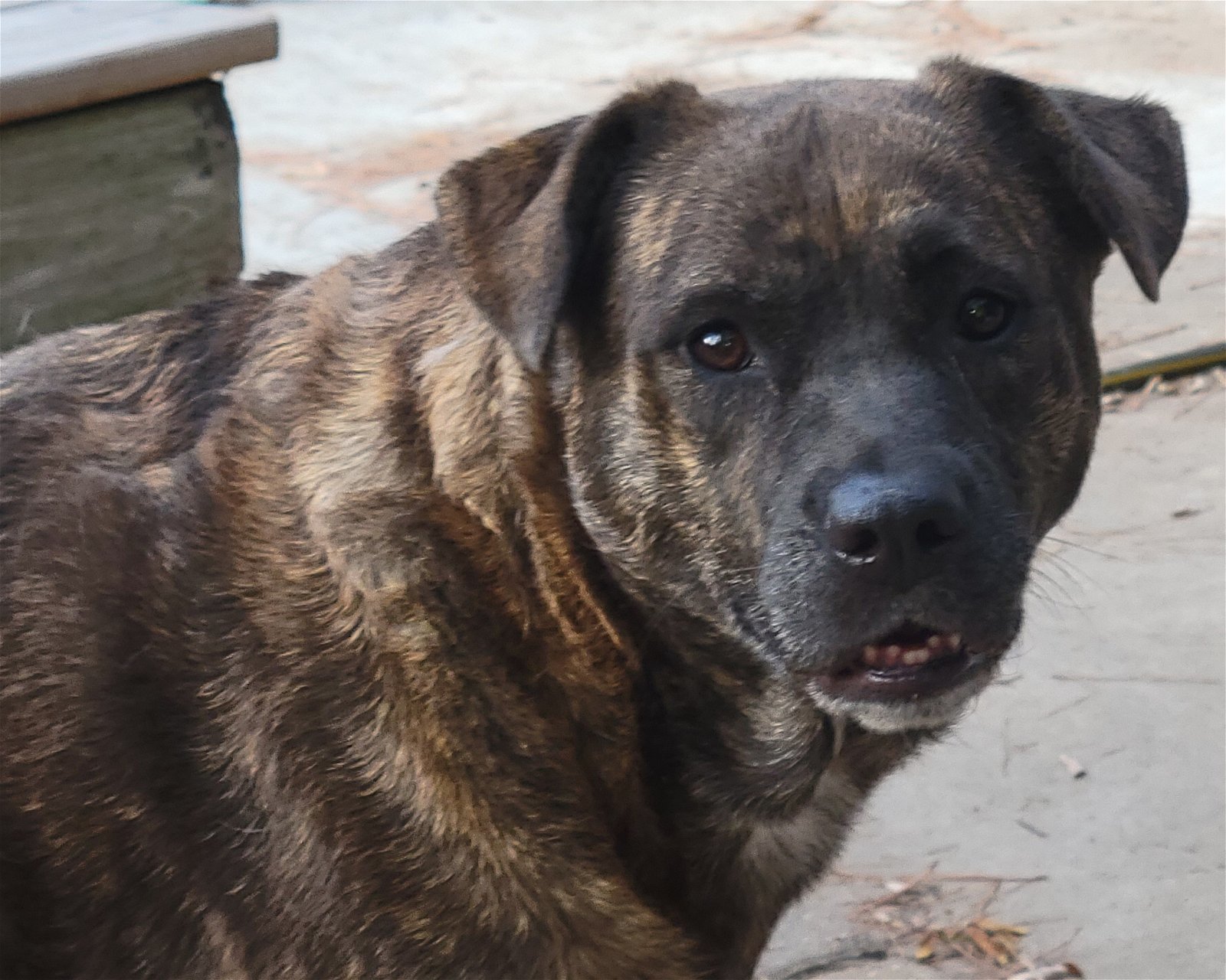 Tori, an adoptable Rottweiler, Boerboel in Houston, TX, 77205 | Photo Image 2
