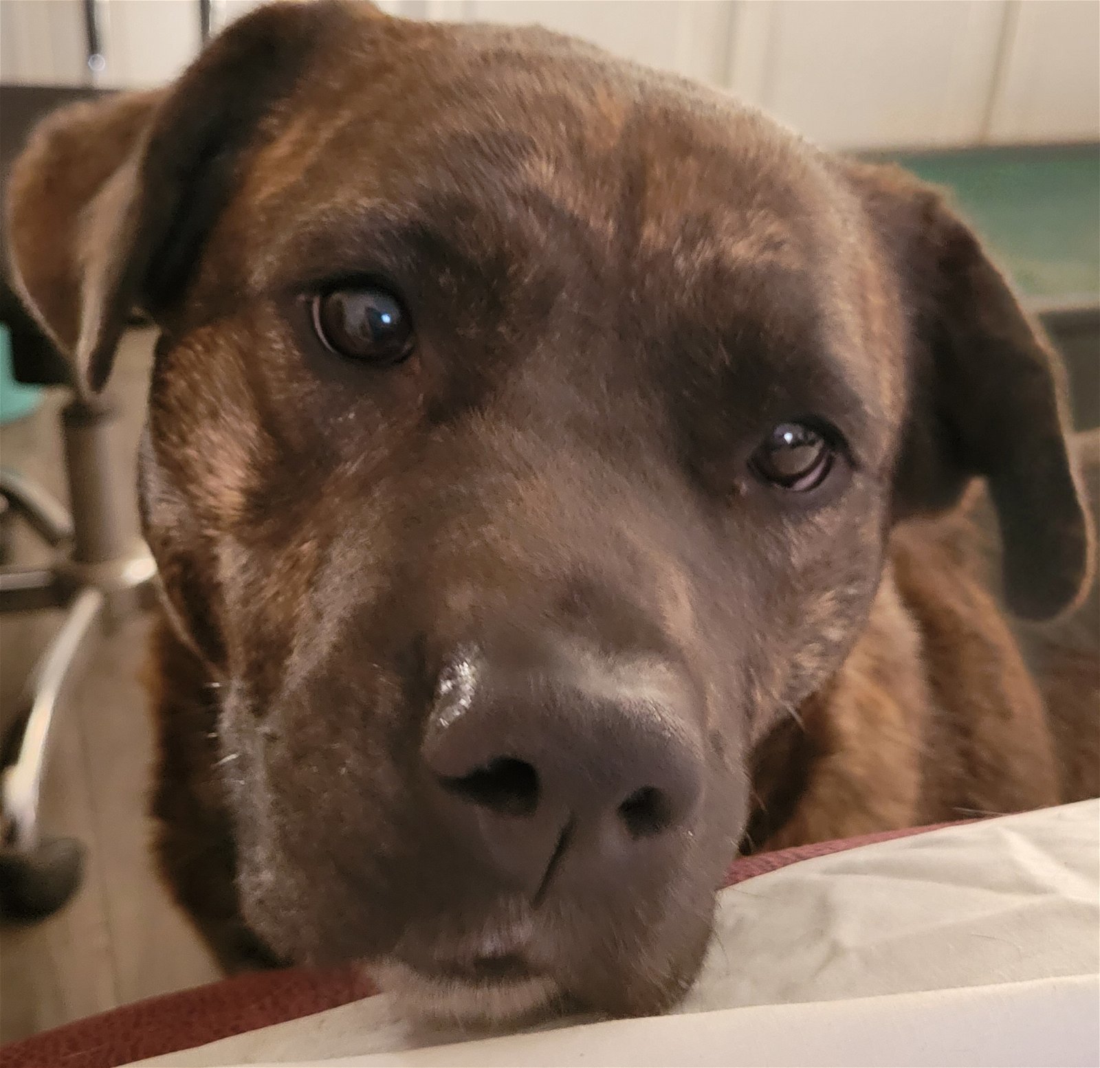 Tori, an adoptable Rottweiler, Boerboel in Houston, TX, 77205 | Photo Image 3