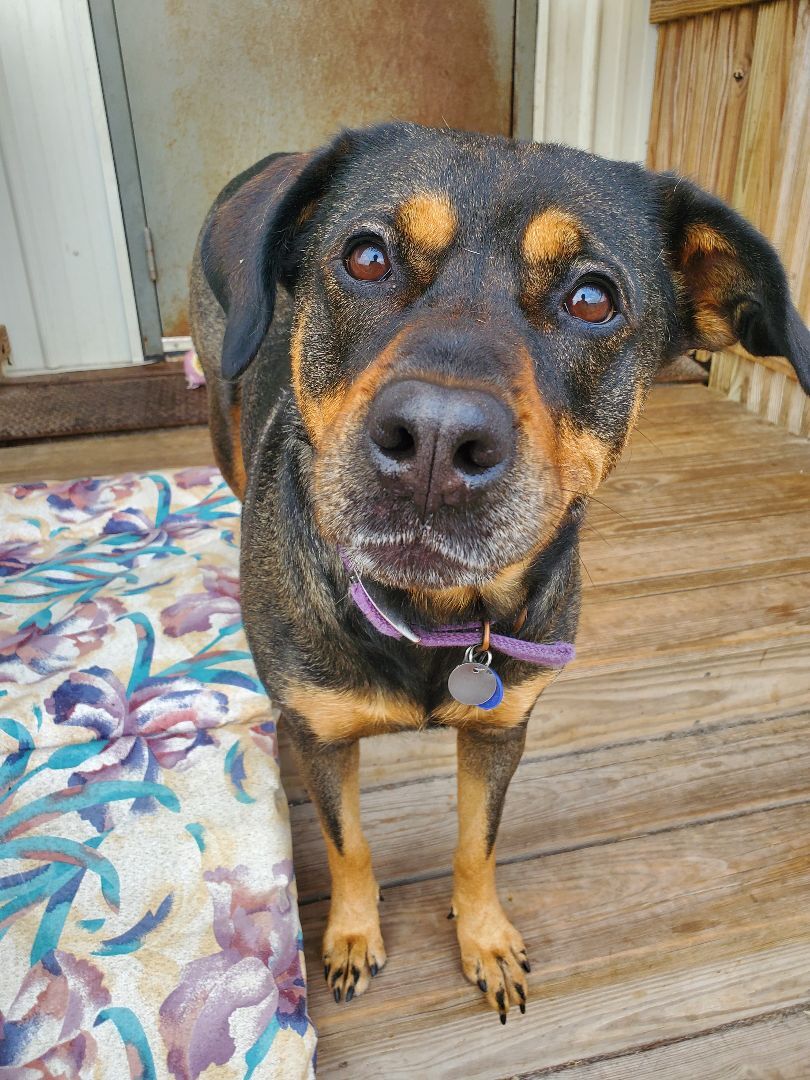 Athena, an adoptable Rottweiler, Shepherd in La Salle, IL, 61301 | Photo Image 2