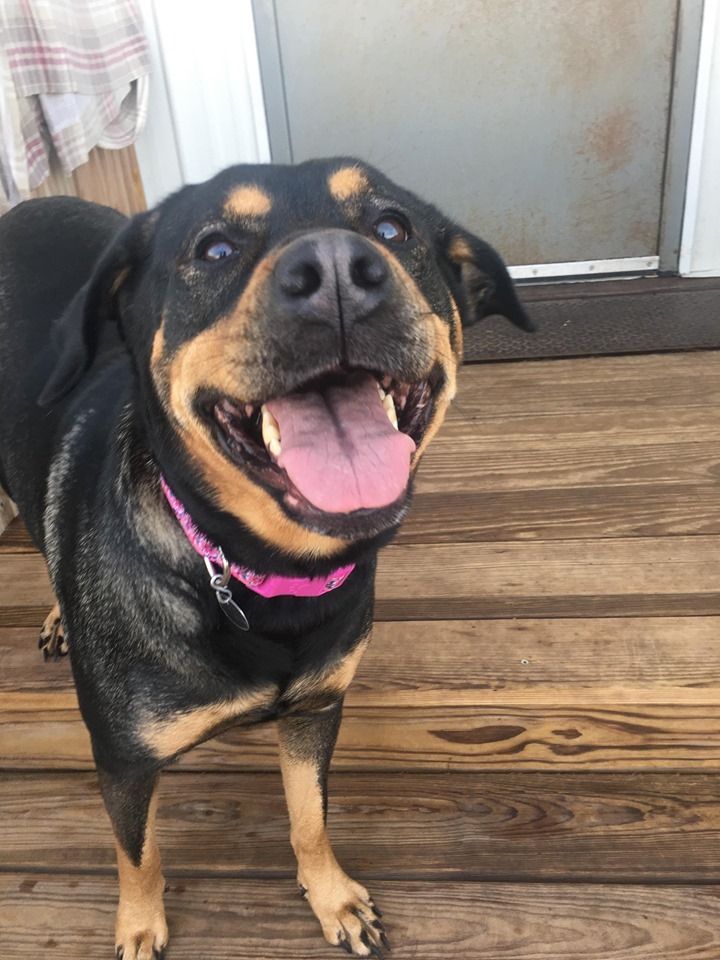 Athena, an adoptable Rottweiler, Shepherd in La Salle, IL, 61301 | Photo Image 3